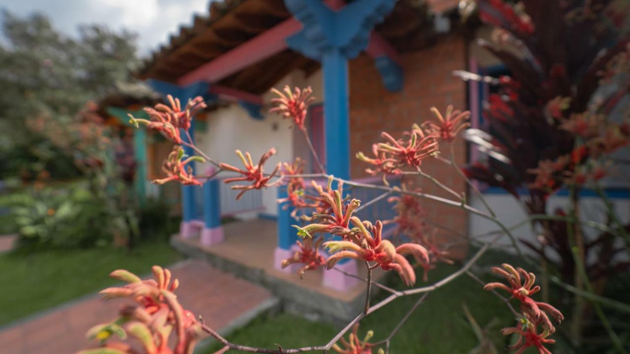 מלון מניזאלס Termales El Otono מראה חיצוני תמונה An example of a kangaroo paw